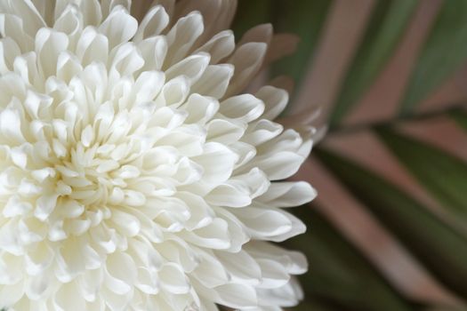 white chrysanthemum flower close up