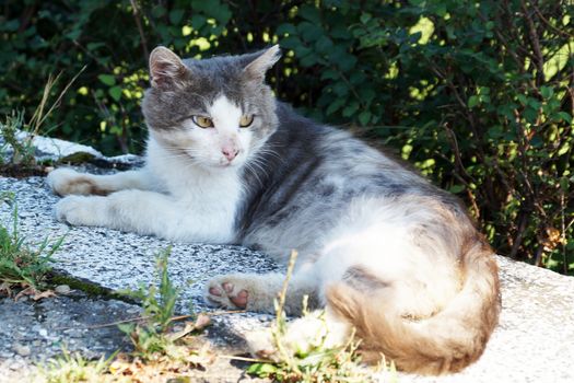 white-gray cat on the background of nature.