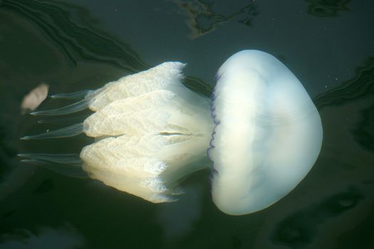 white jellyfish close-up in sea water