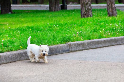 A purebred adult West Highland White Terrier dog walks in a city park amid a grassy meadow on a spring day.