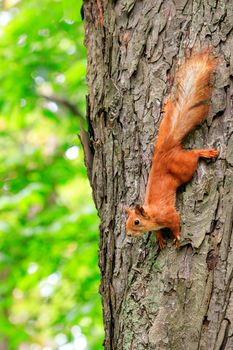 The orange fluffy squirrel carefully runs down head the tree trunk in the forest, clinging with sharp claws on its paws and listening to the surroundings, copying space.