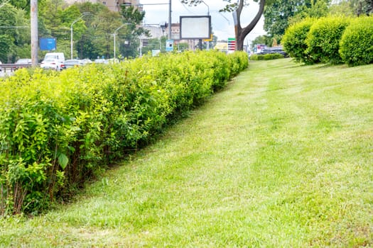 A well groomed green lawn with trimmed grass and lush rounded bushes on a sunny day along a city street with active traffic.