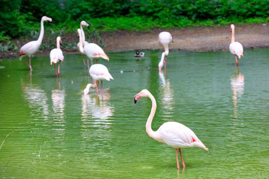 A family of large graceful pink flamingos in the shallow water of a forest lake shore. Wildlife concept. Selective focus.