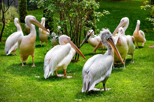 A flock of large white pelicans rests on a green lawn under soft sunlight, selective focus.