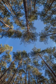 Pine forest in the winter under blue sky
