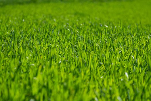 Shallow depth of field shot of green grass lit by the sun