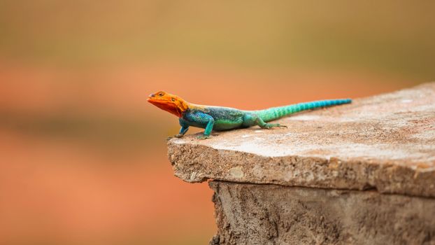 Kenyan Rock Agama (Agama lionotus) resting on stone tile in Ngutuni Safari Lodge, Kenya