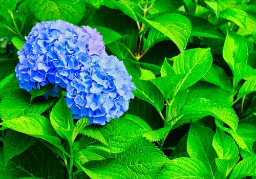 Blue Hydrangea Blooms on Wet Green Leaves After a Summer Rain