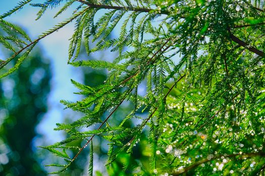 Dew drops on evergreen trees in morning light