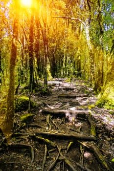 Nature trail walk way