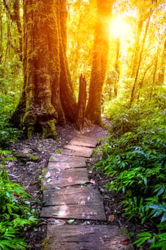 Nature trail walk way