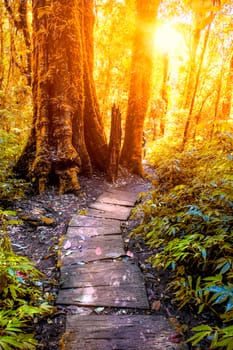 Nature trail walk way