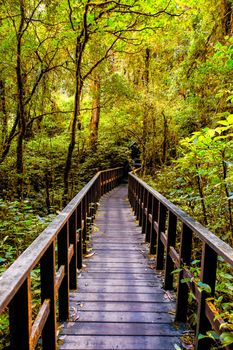 Nature trail walk way