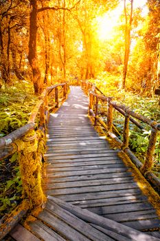 Nature trail walk way