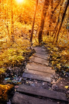 Nature trail walk way