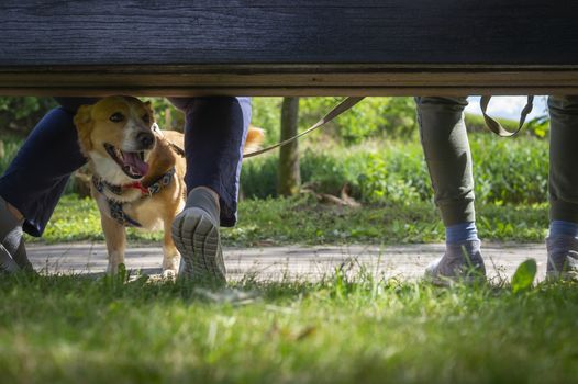 Little dog on a lead lying panting between the legs of its owners outdoors in a garden or park with selective focus at ground level