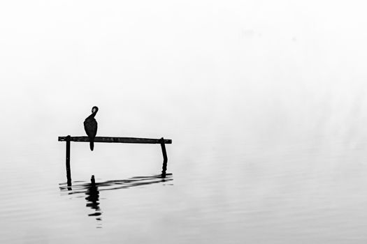 Little shag or cormorant perched on stand in calm water surrounded by mist