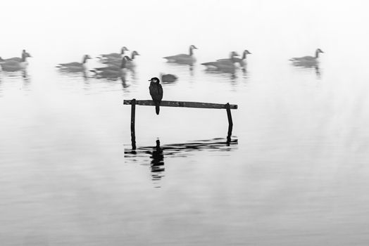 Little shag or cormorant perched on stand in calm water surrounded by mist while Canada geese float past in hazy background.