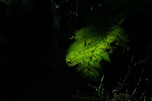 Tree fern frond caught is shaft of sunlight along bush track around Lake Tikipatu, Rotorua New Zealand.