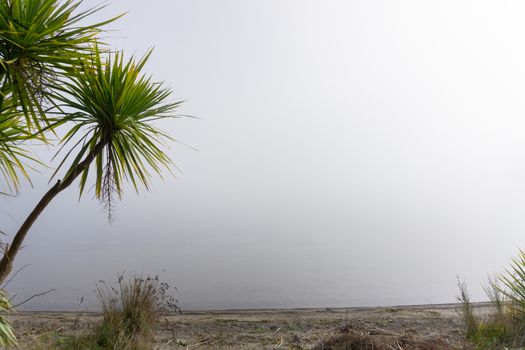 New Zealand cabbage tree growing in mist and wetland against grey hazy sky