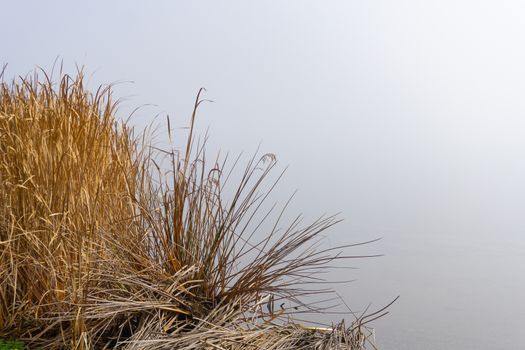 Misty background to dry bulrushes and reeds on edge of lake Okareka.