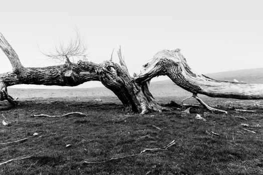 Old tree dead and split lying across ground rustic nature image.