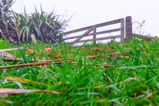 Old wooden farm gate at top of rise on wet misty morning with dew drops on blades of grass in selective focus.