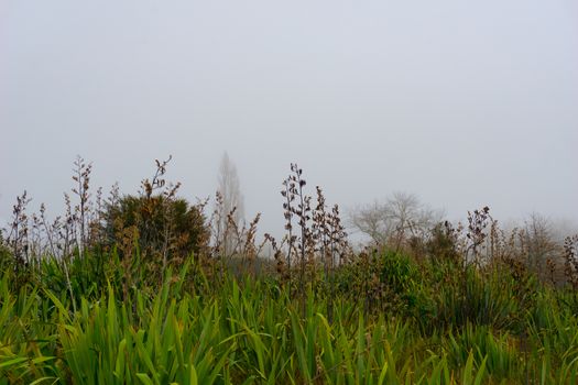 Swampland on edge of Lake Okareka with leafless trees though mist under hazy grey sky.