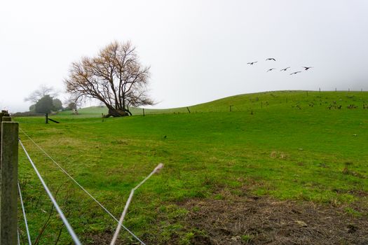 Ruralwinter landscape with leafless tree and Canada geese on land and flying in.