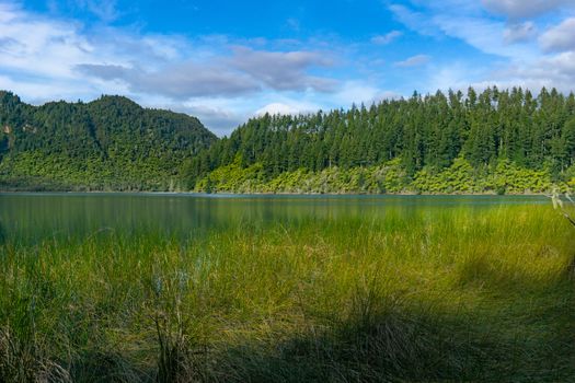 Blue Lake view across reeds on edge to tree frerns lining other side and plantation pine trees behind.