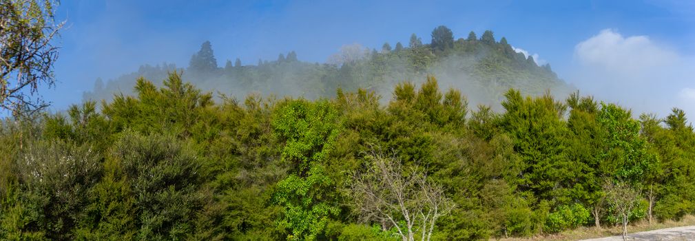 Typical New Zealand bush scene along walk with background hills and morning mist lifting around Lake Okareka.