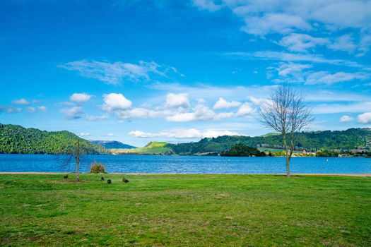 Grassy Shoreline at Lake Okareka with ducks and beautiuful blue lake surrounded by bush clad hills under blue sky with white cloudy sky.