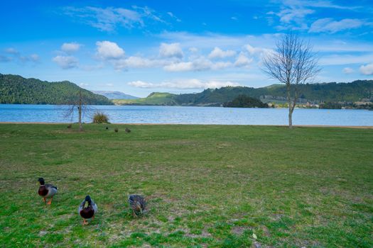 Grassy Shoreline at Lake Okareka with ducks and beautiuful blue lake surrounded by bush clad hills under blue sky with white cloudy sky.