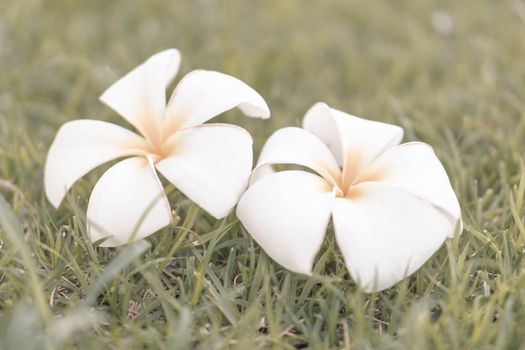 Closeup Plumeria white color on green grass  background for spa relax