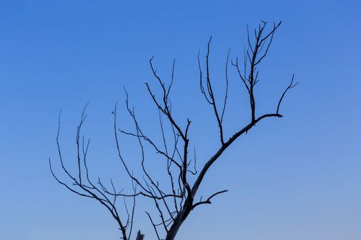 dry dead branch on gradient blue sky background minimalistic comlosition.