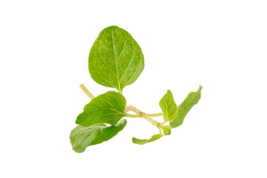 Fresh Oregano herb on a white background.