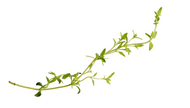 Thyme fresh herb isolated on white background.