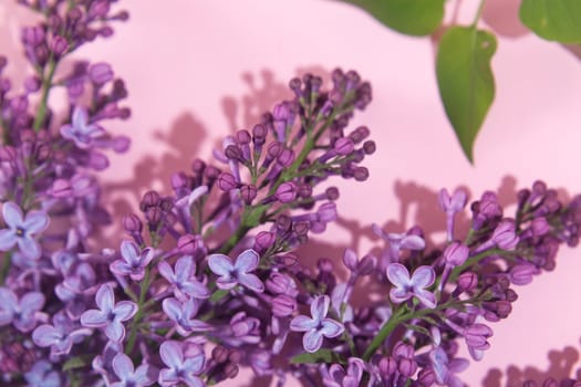 Purple lilac flowers bouquet on pink background. Stylish floral greeting card. Happy mothers day.