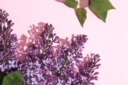 Purple lilac flowers bouquet on pink background. Stylish floral greeting card. Happy mothers day.