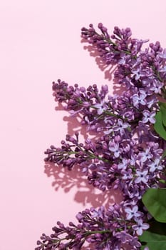 Purple lilac flowers bouquet on pink background. Stylish floral greeting card. Happy mothers day.