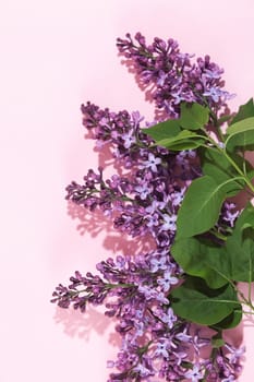 Purple lilac flowers bouquet on pink background. Stylish floral greeting card. Happy mothers day.