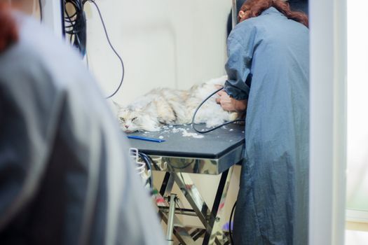 Woman are cutting hair and cleaning a cat in pet shop.