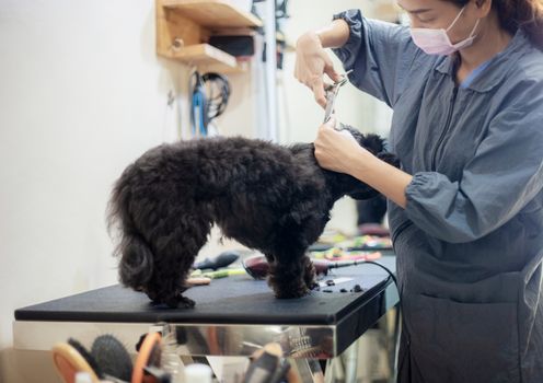 Woman are cutting hair a dog in pet shop.