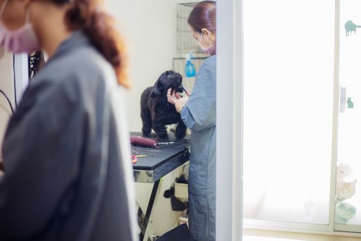 Woman are cutting hair and cleaning a dog.