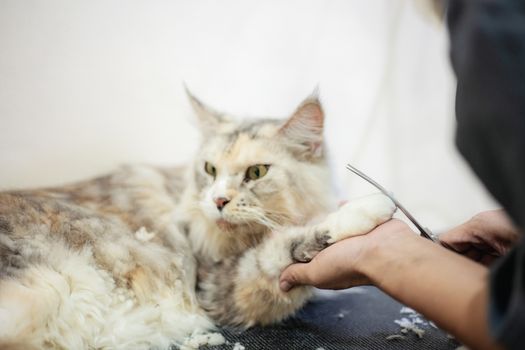 Woman are cutting hair and holding of foot and cleaning a cat.