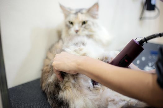 Woman are cutting hair a cat in pet shop.