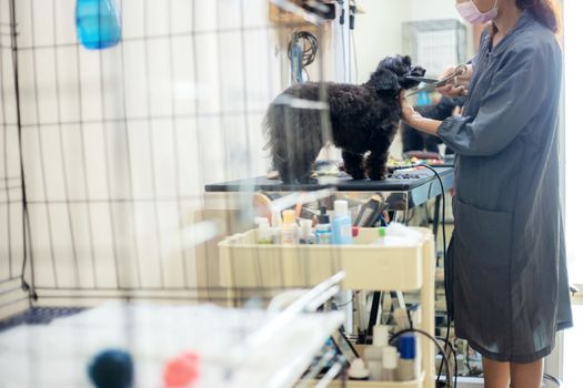 Woman are cutting hair and cleaning a dog in pet store.