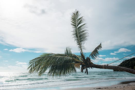 coconut tree at the sea of Thailand.