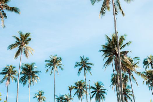 Coconut tree on beach at the sky in summer of colorful.