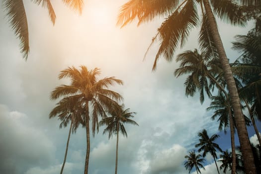 coconut tree with the sunset at sky.